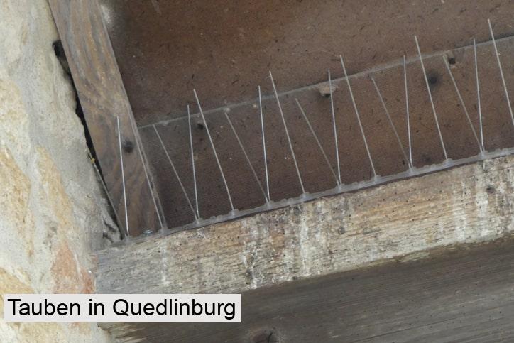 Tauben in Quedlinburg